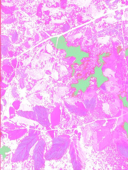 Incontro Gestione Giardino